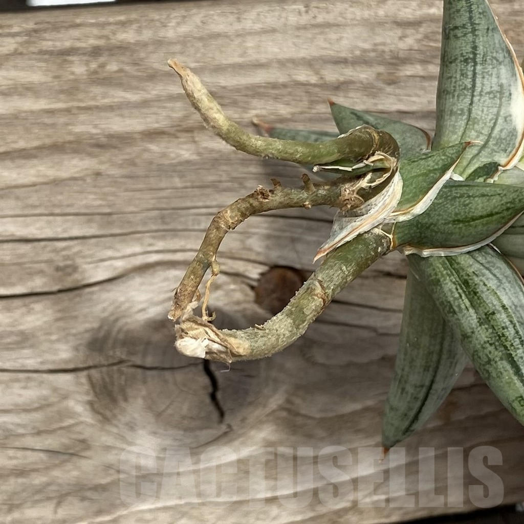 SHPR42763 Sansevieria ‘Blue Clone’ - Image 2