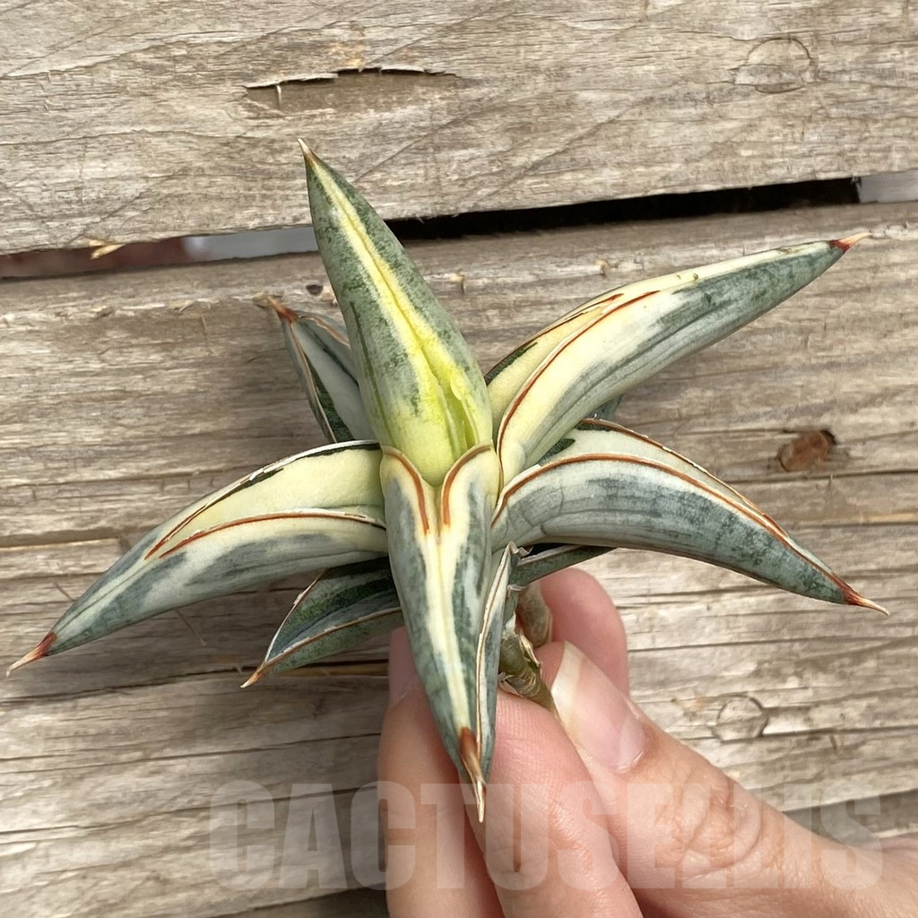 SHPR42763 Sansevieria ‘Blue Clone’