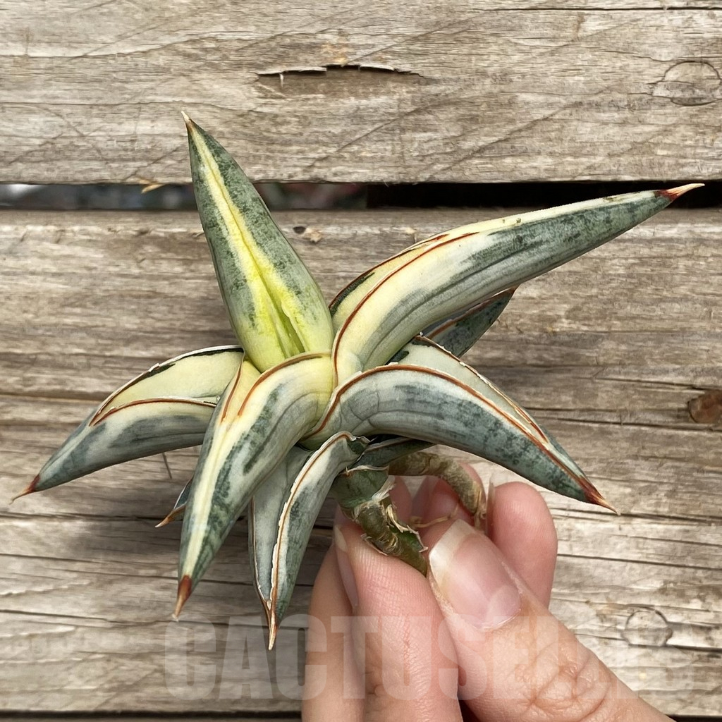 SHPR42763 Sansevieria ‘Blue Clone’ - Image 3