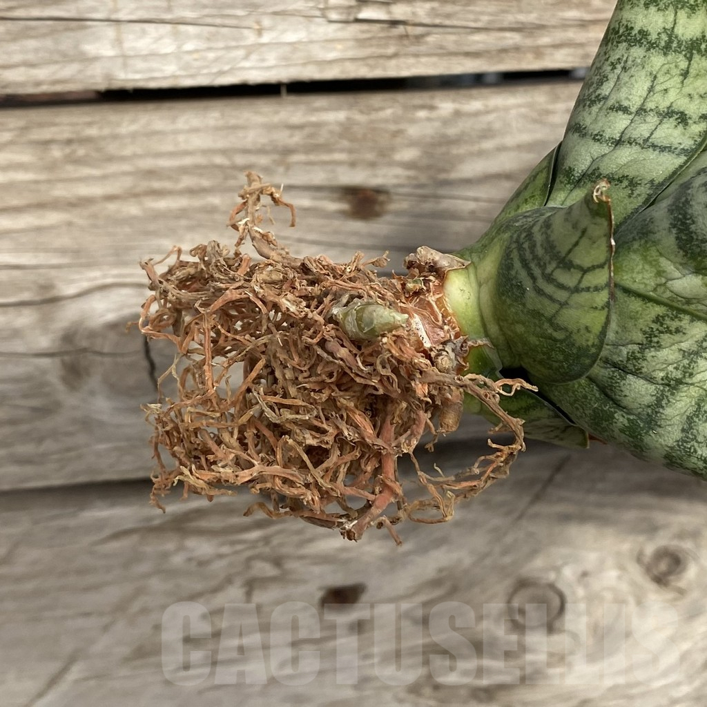 SHPR42775 Sansevieria 'Sweet Love' - Image 2