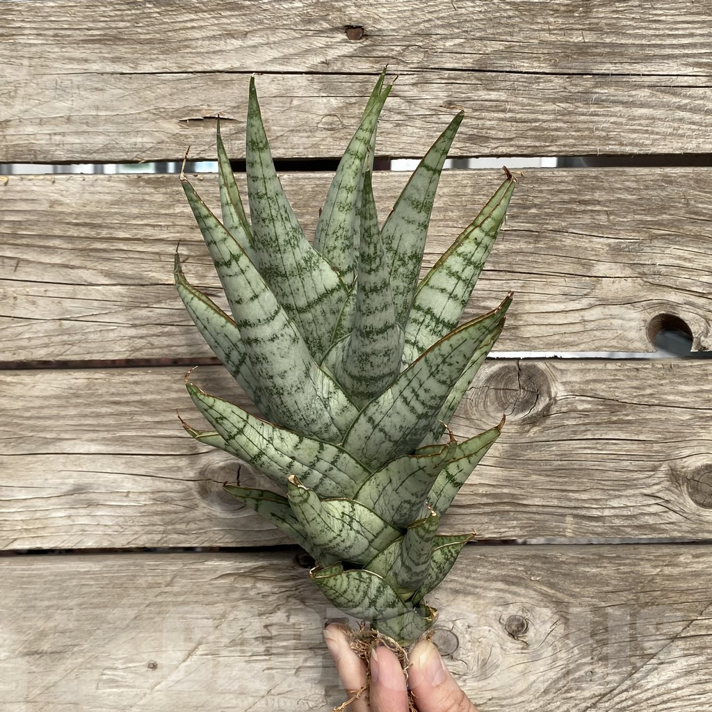 SHPR42775 Sansevieria 'Sweet Love' - Image 3
