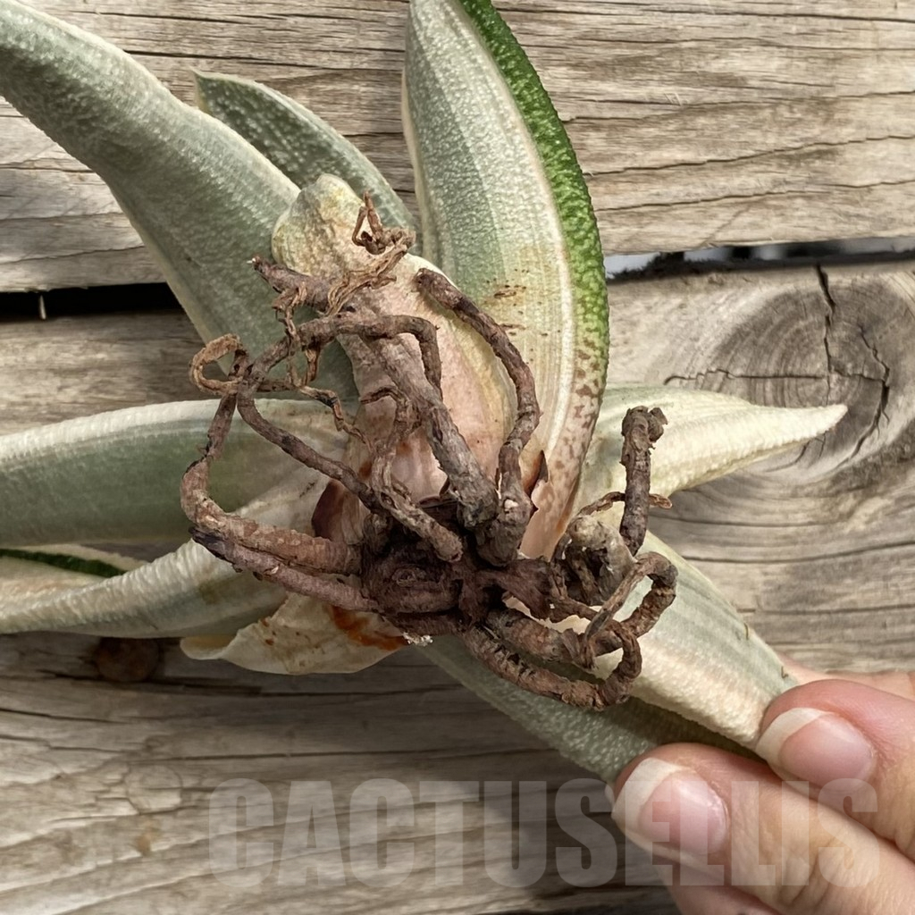 SHPR42776 Gasteria batesiana - Image 2