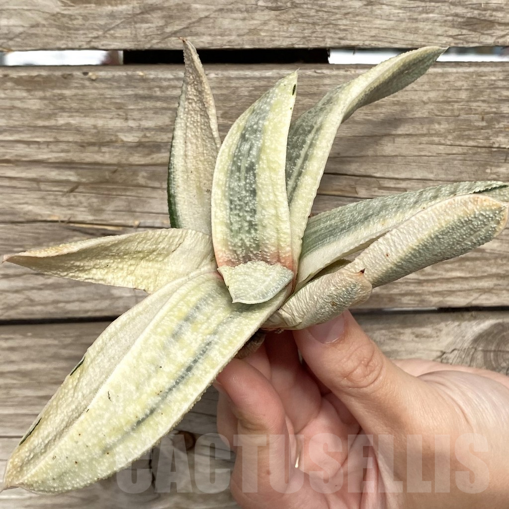 SHPR42776 Gasteria batesiana - Image 3