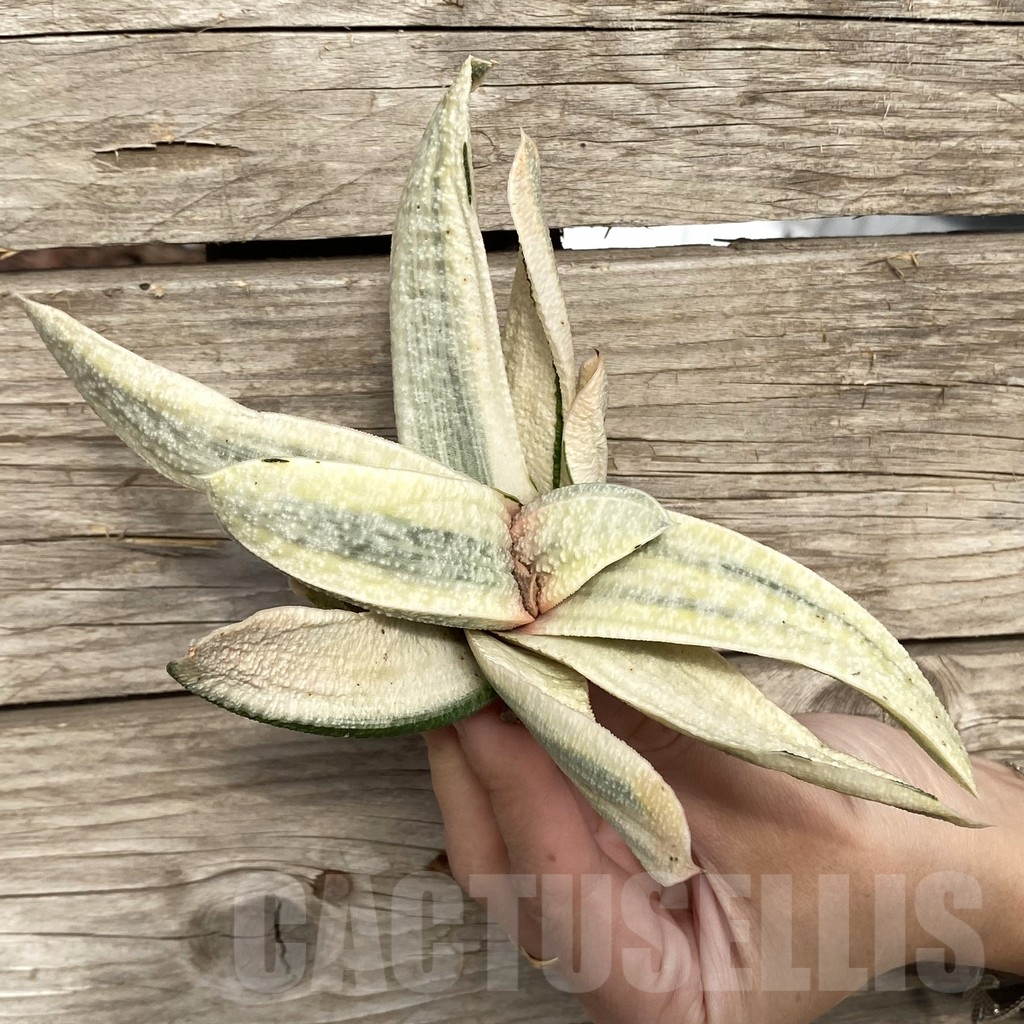 SHPR42776 Gasteria batesiana