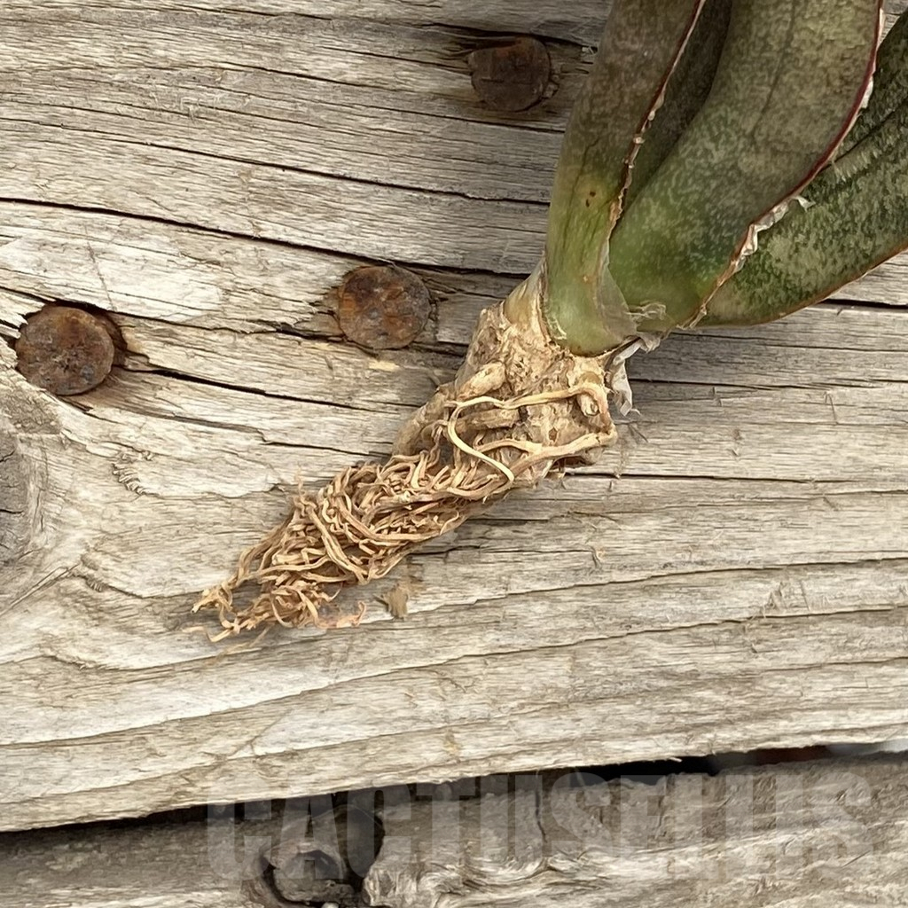 SHPR42724 Sansevieria 'Pink Bat' - Image 2