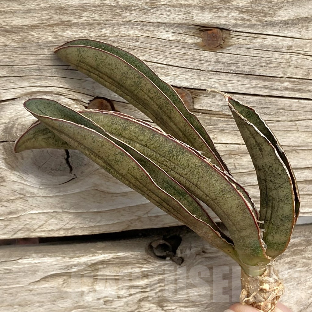 SHPR42724 Sansevieria 'Pink Bat'