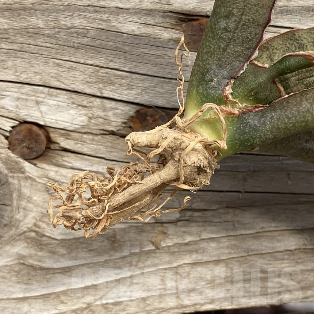 SHPR42725 Sansevieria 'Pink Bat' - Image 2