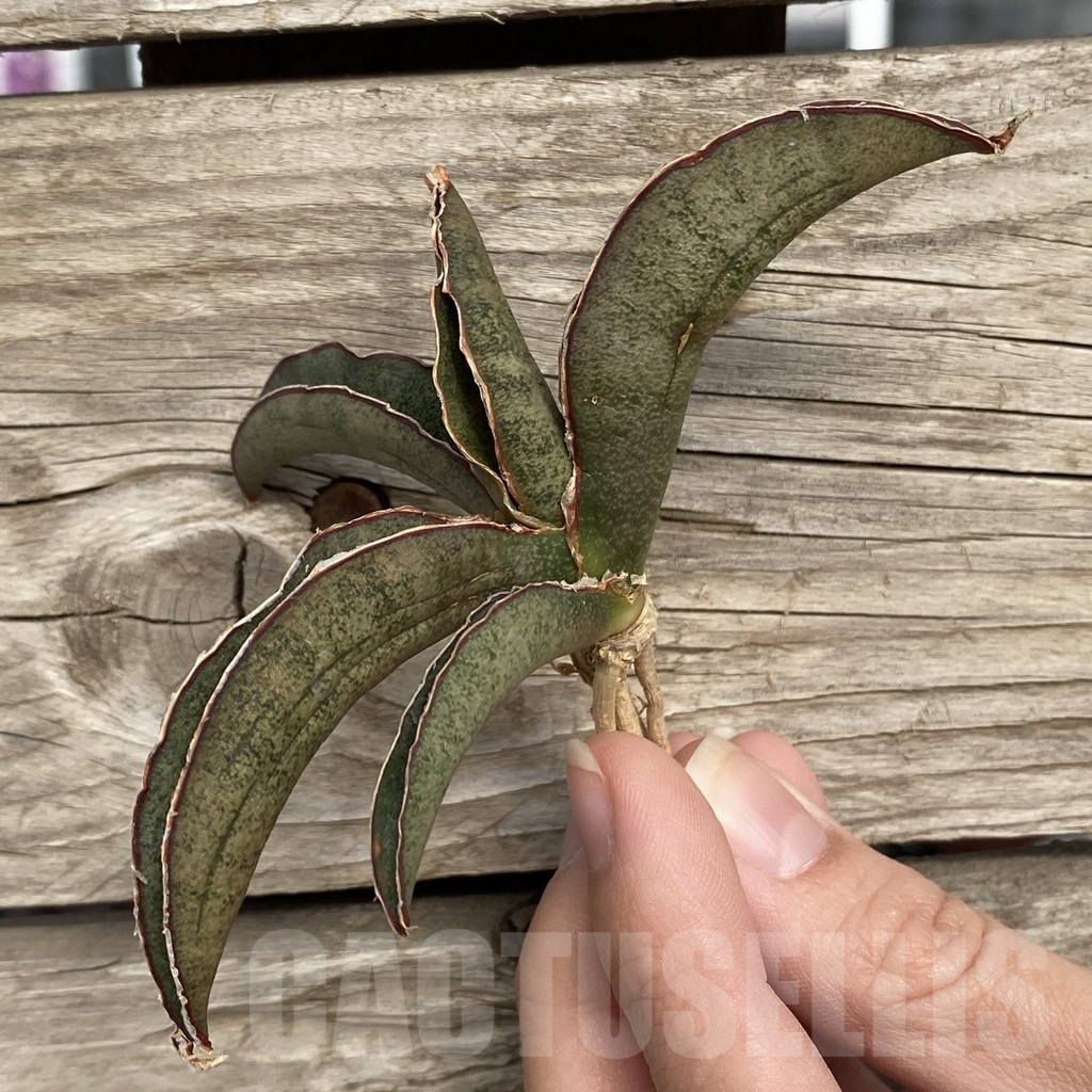 SHPR42726 Sansevieria 'Pink Bat' - Image 3
