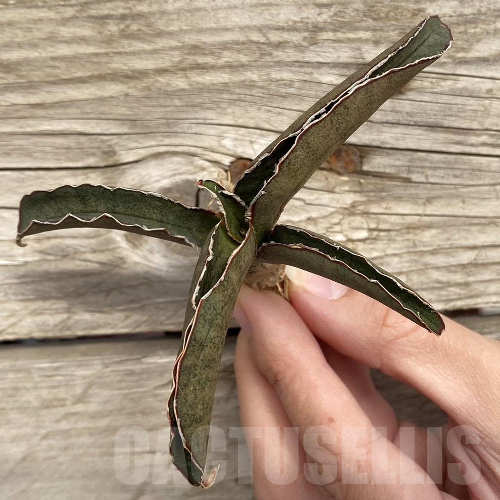 SHPR42727 Sansevieria 'Pink Bat'