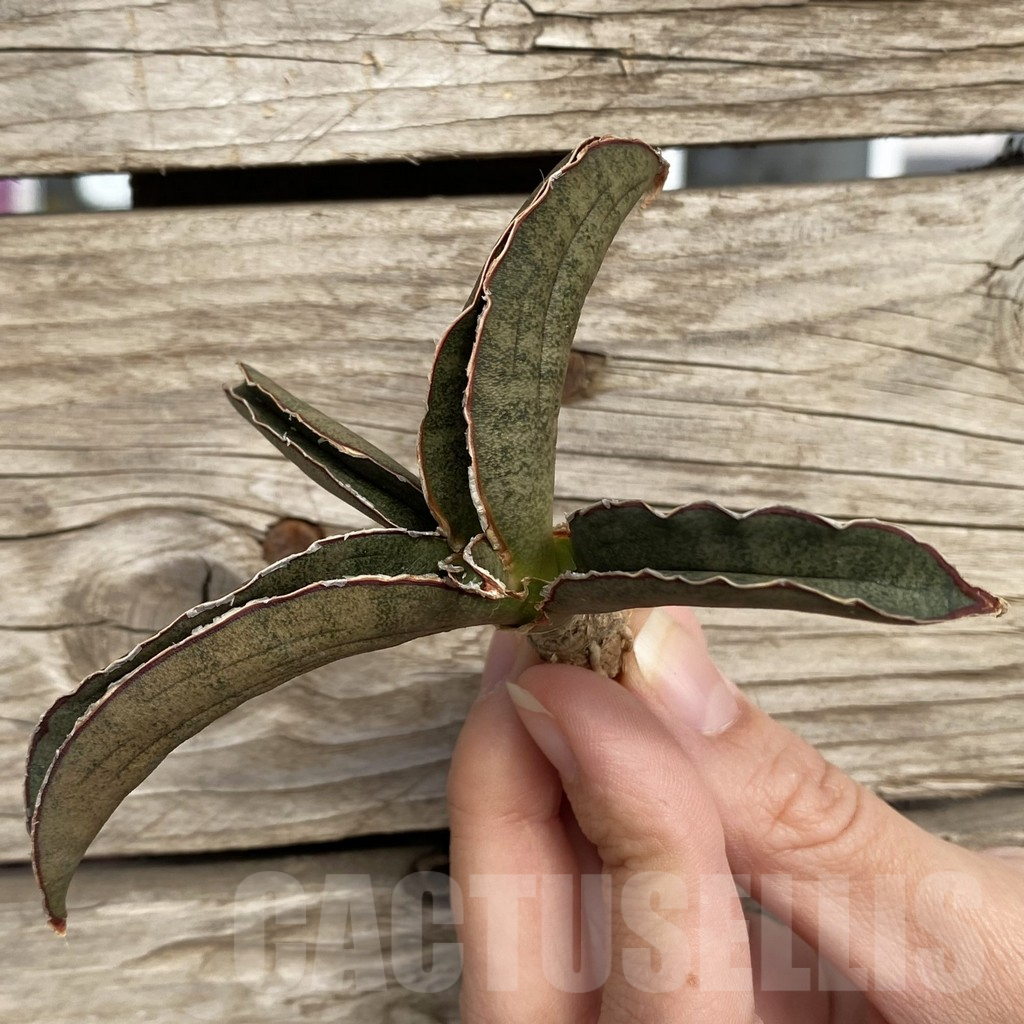 SHPR42727 Sansevieria 'Pink Bat' - Image 3
