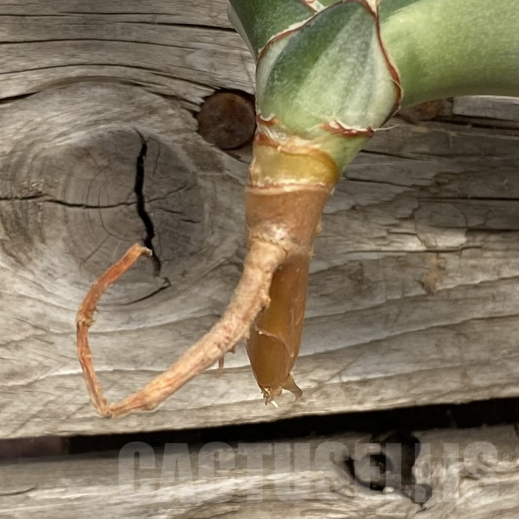SHPR42738 Sansevieria robusta 'Dwarf' - Image 2