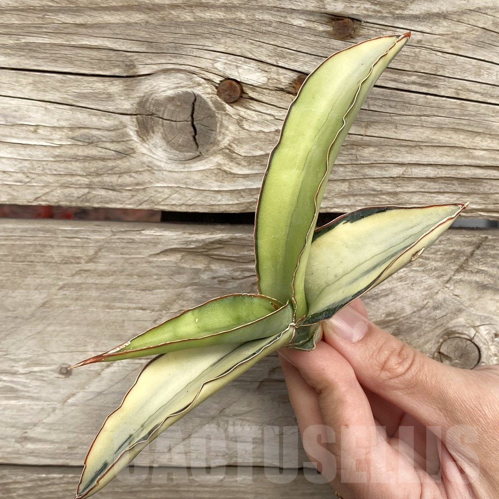 SHPR42738 Sansevieria robusta 'Dwarf'