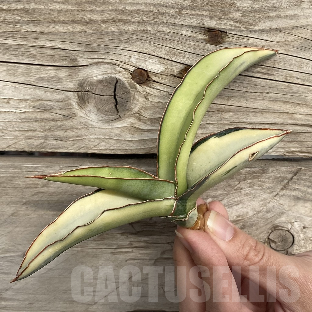 SHPR42738 Sansevieria robusta 'Dwarf' - Image 3