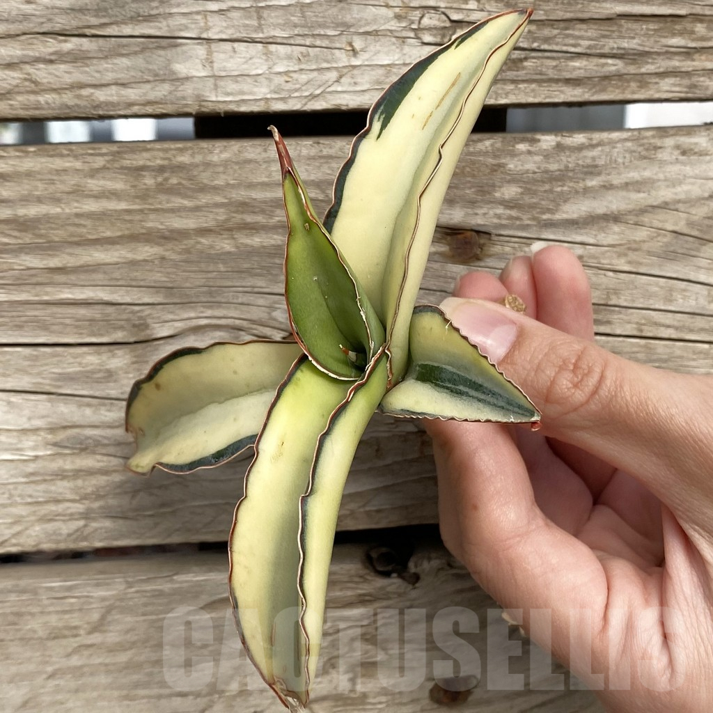 SHPR42739 Sansevieria robusta 'Dwarf'