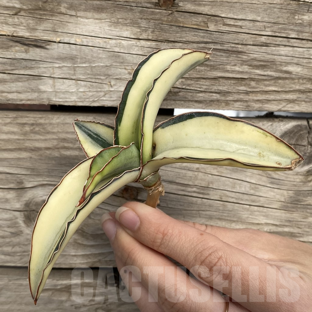 SHPR42739 Sansevieria robusta 'Dwarf' - Image 3