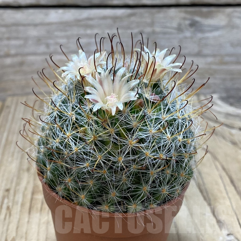 SHPR42831 Mammillaria sp. - Image 2