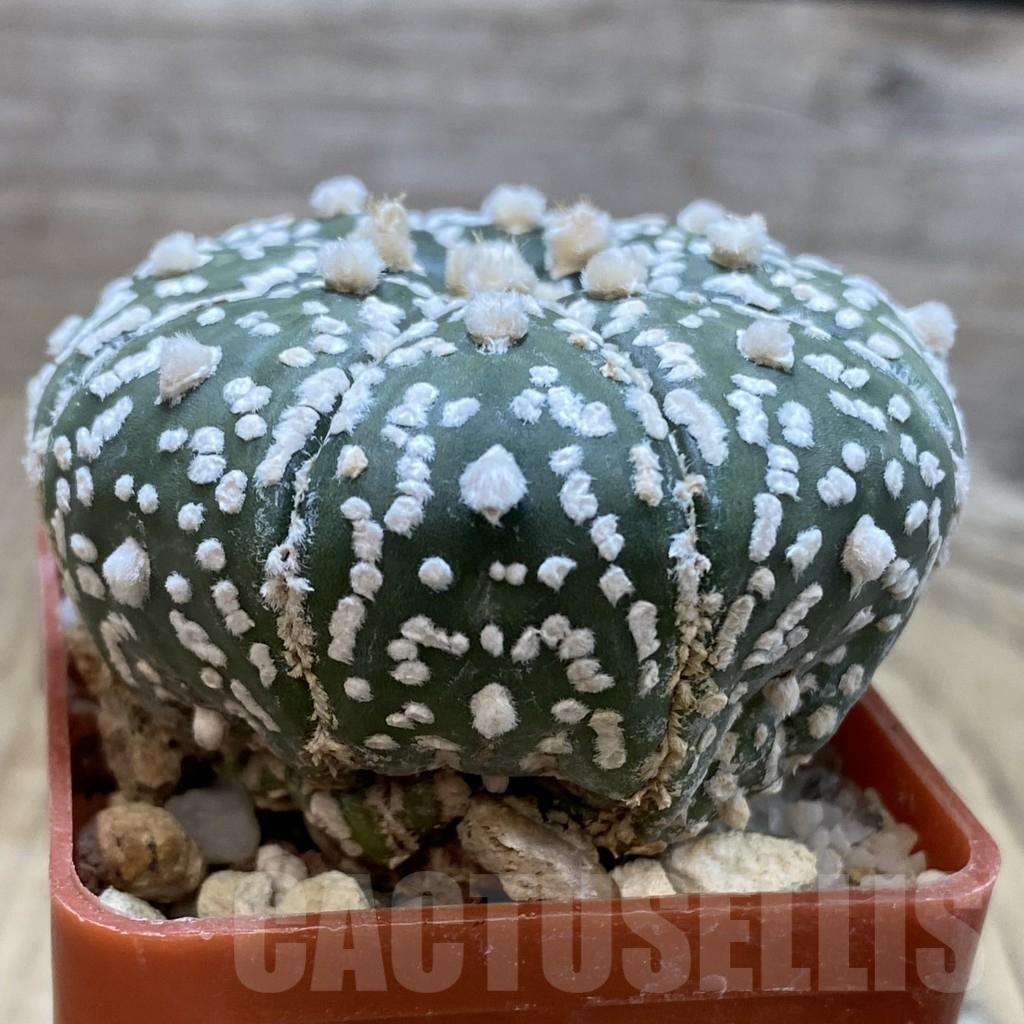 SHPR42832 Astrophytum asterias 'Super Kabuto' hybrid - Image 2
