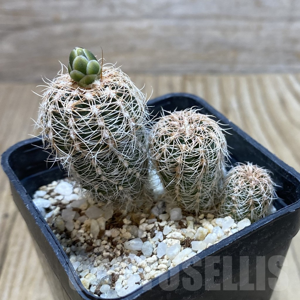 SHPR42835 Gymnocalycium bruchii ssp. melojeri VG 272 - Image 2