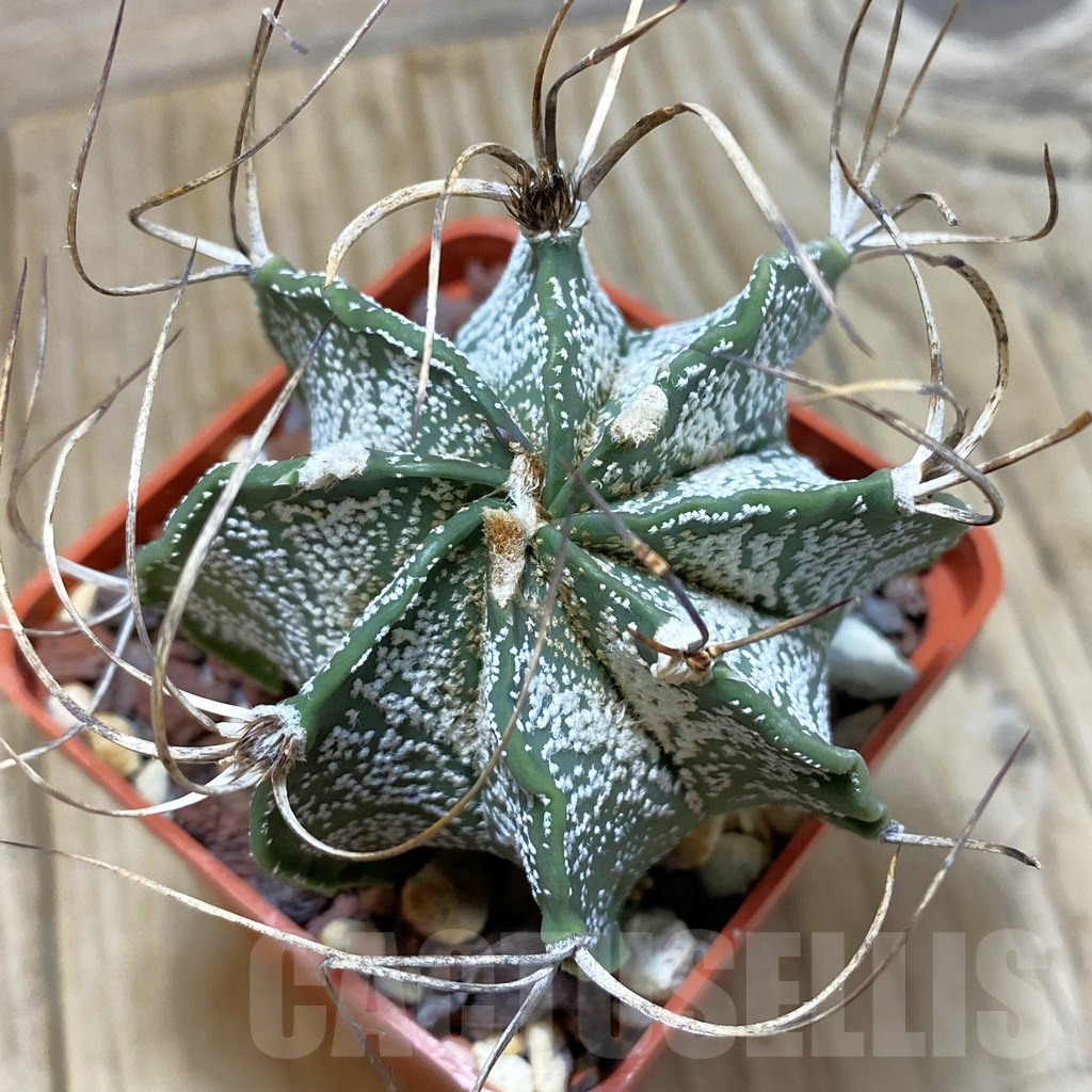 SH007 Astrophytum capricorne v. minor SB 323