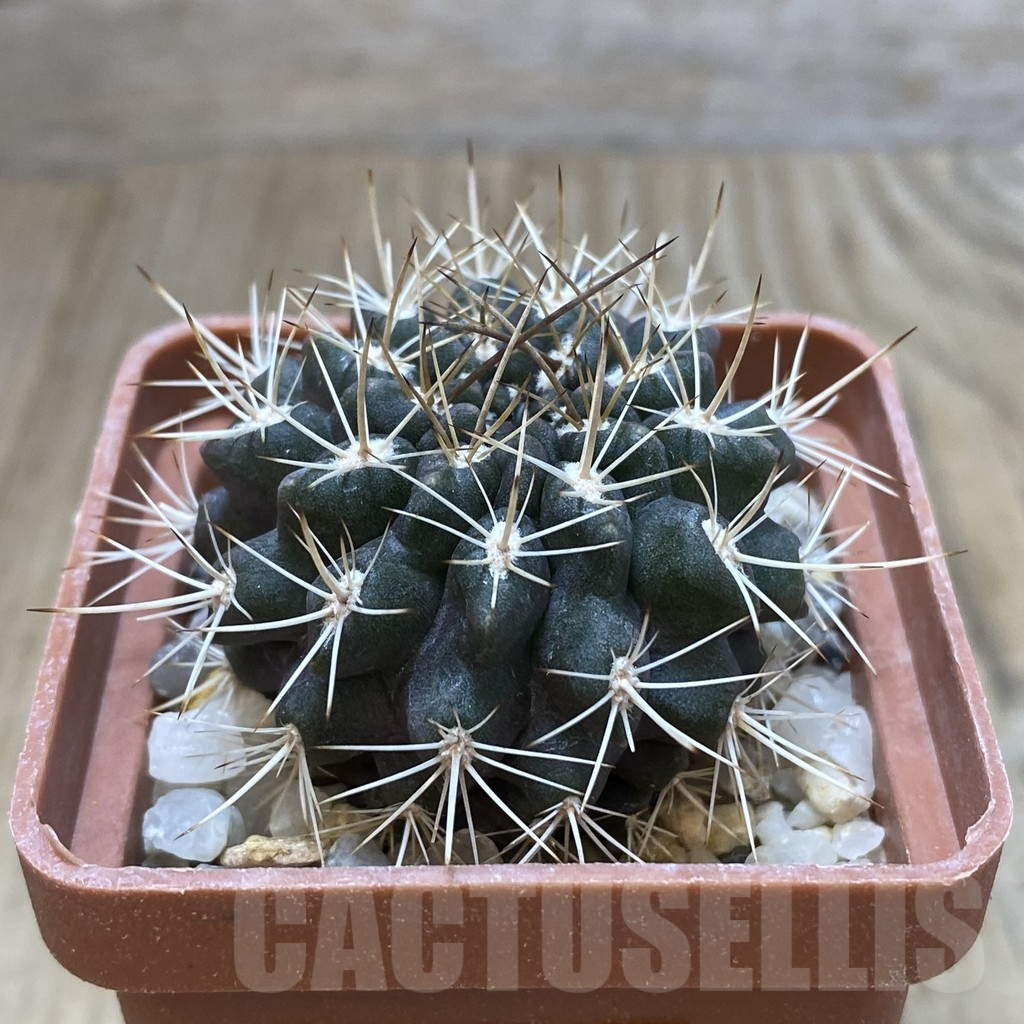 SH054 Pyrrhocactus aff. echinus - Image 2
