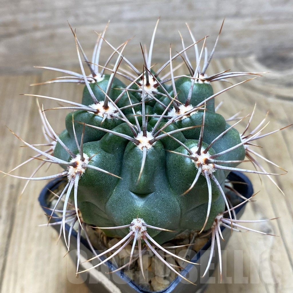 SH200 Gymnocalycium mostii, hard spines -Uritorco-