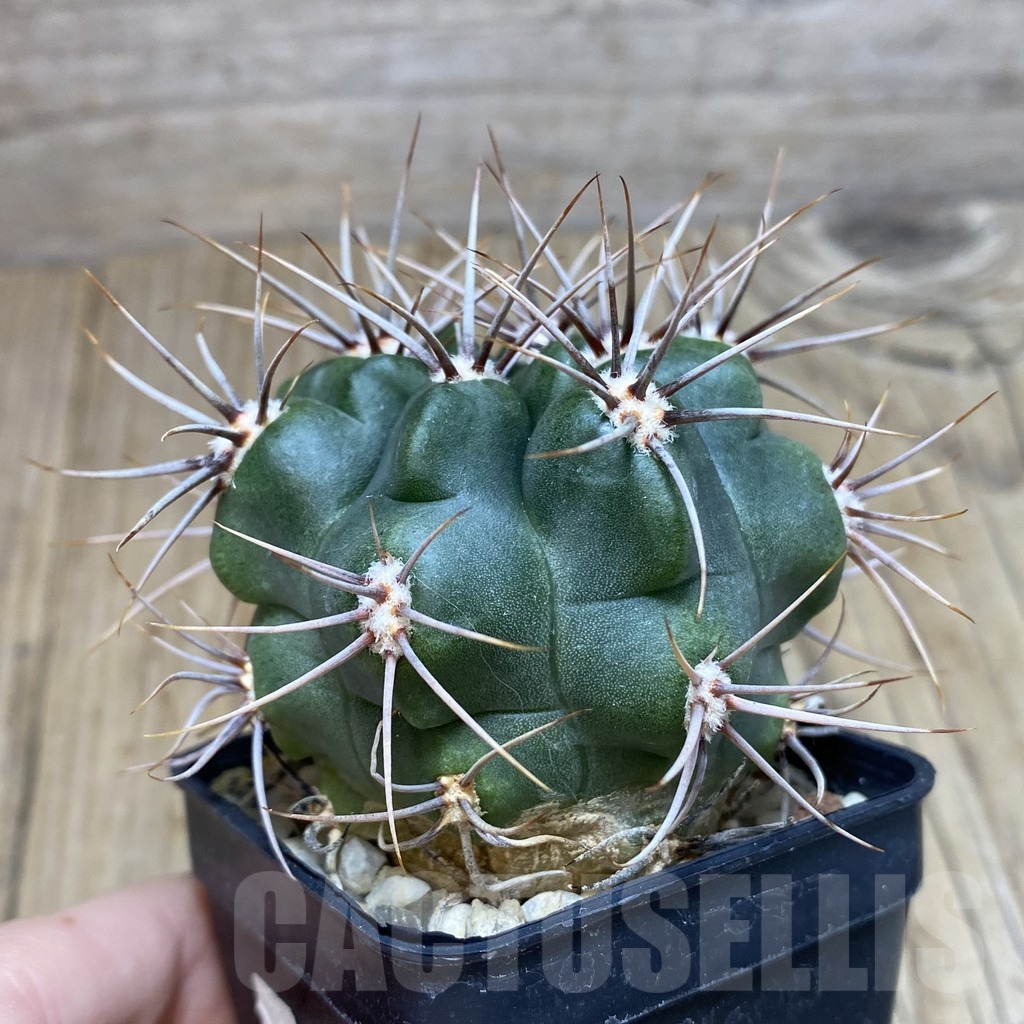 SH200 Gymnocalycium mostii, hard spines -Uritorco- - Image 2