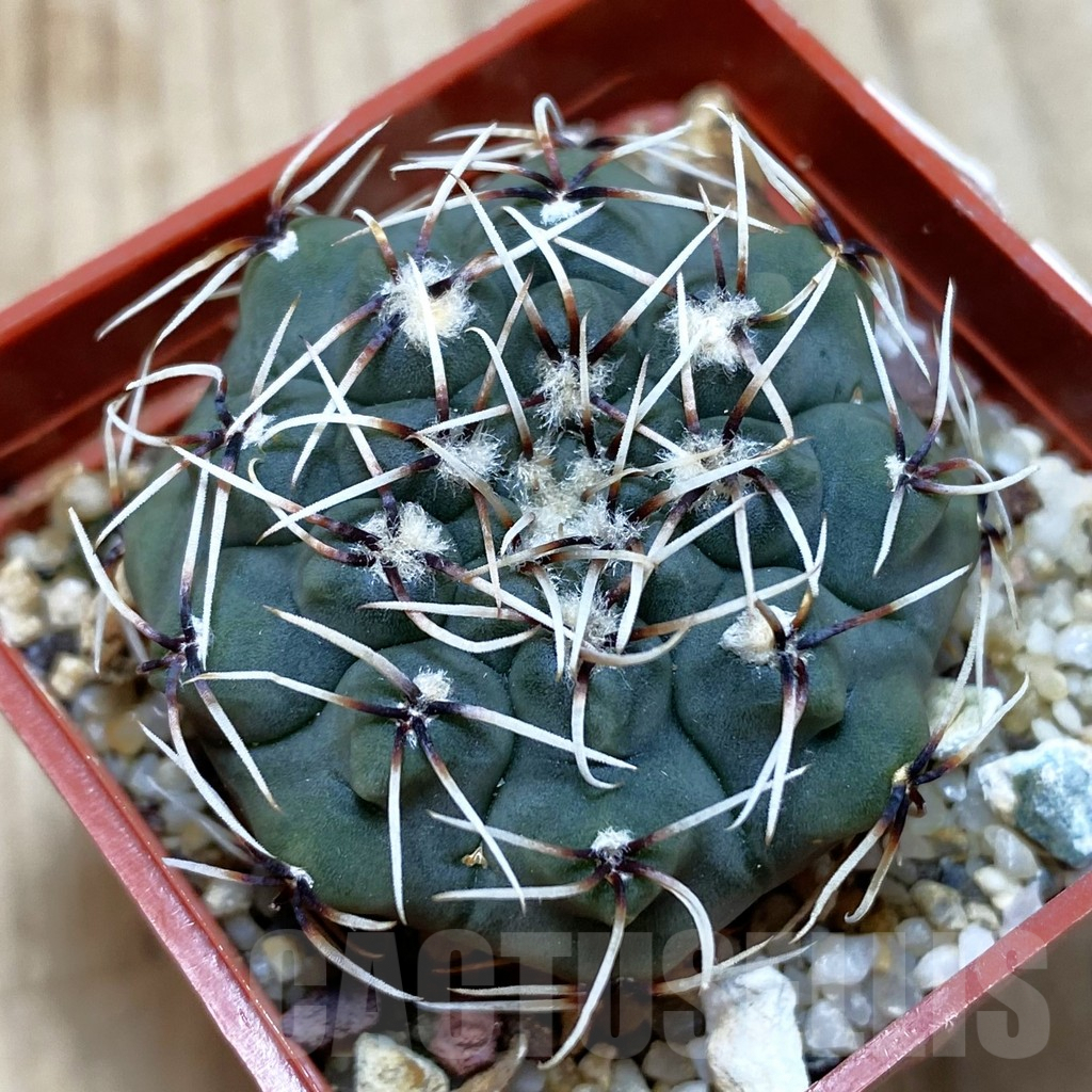 SH193 Gymnocalycium stellatum v. obductum, seedling