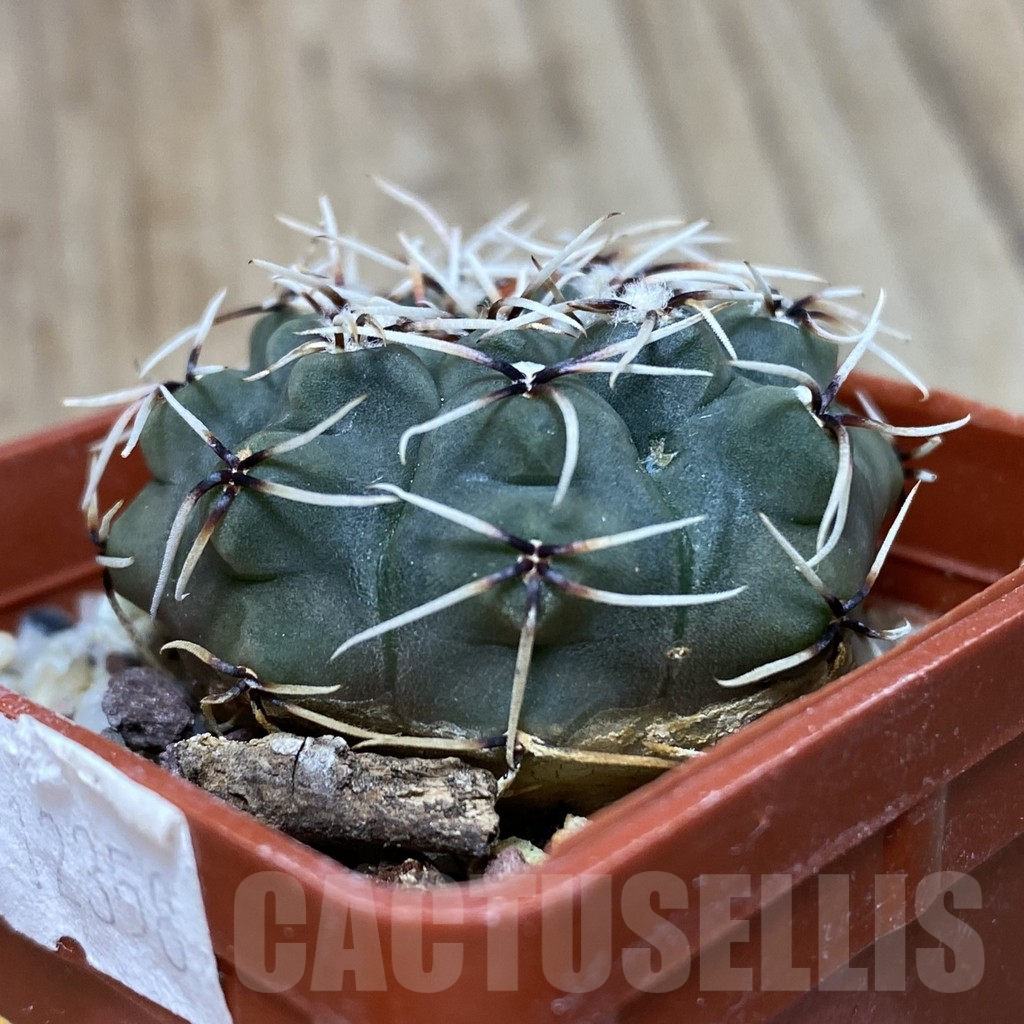 SH193 Gymnocalycium stellatum v. obductum, seedling - Image 2