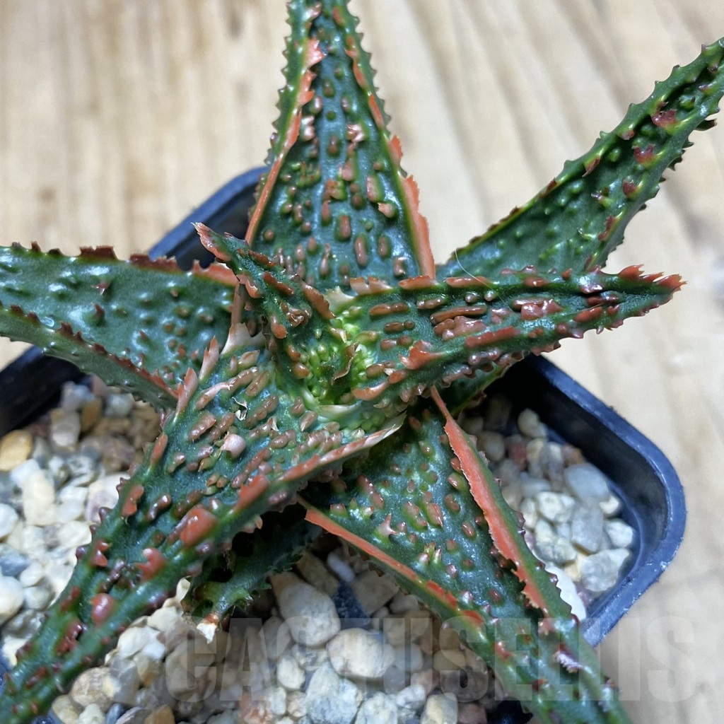 SH359 Aloe TCT hybrid