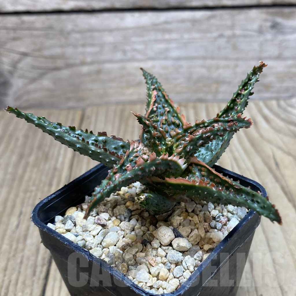SH359 Aloe TCT hybrid - Image 2