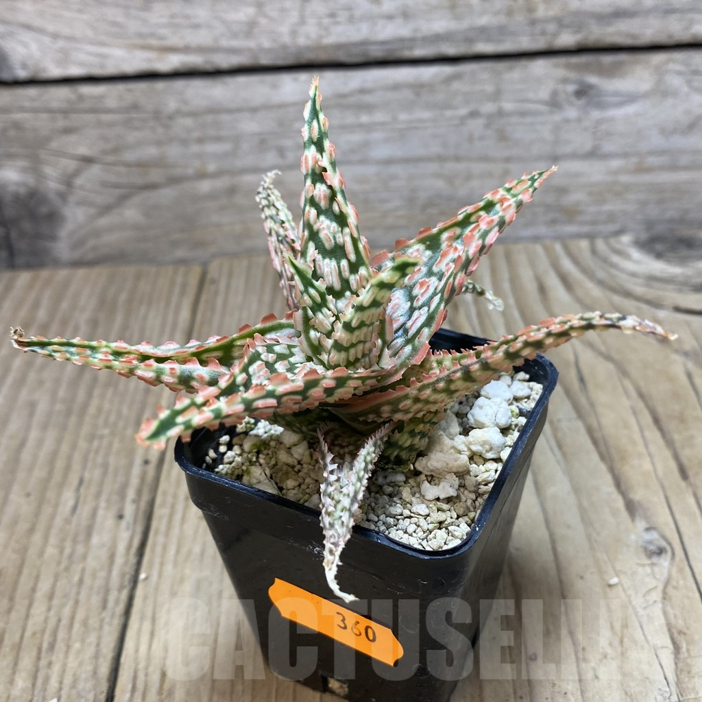 SH360 Aloe TCT hybrid - Image 2
