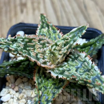 SH362 Aloe TCT hybrid