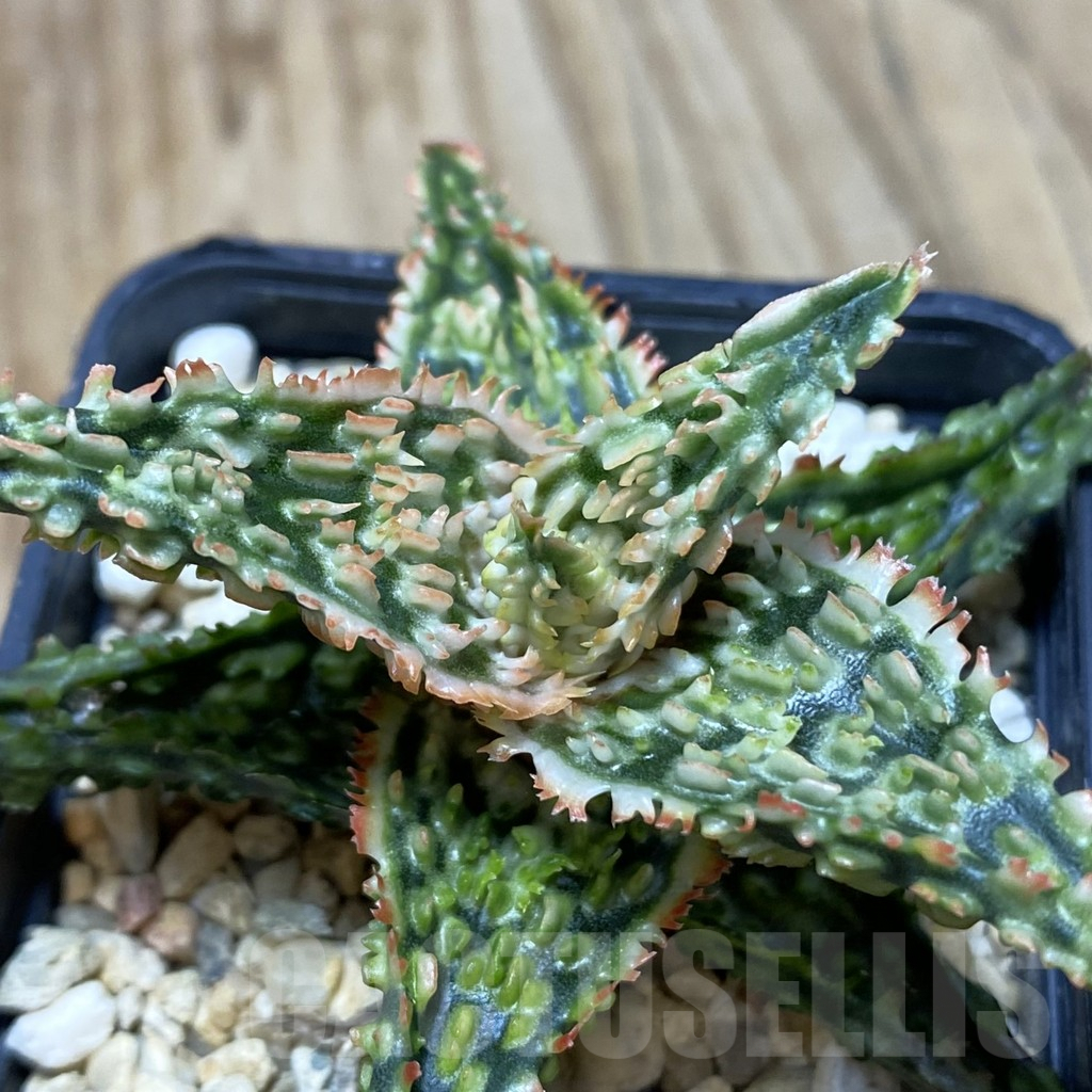 SH362 Aloe TCT hybrid
