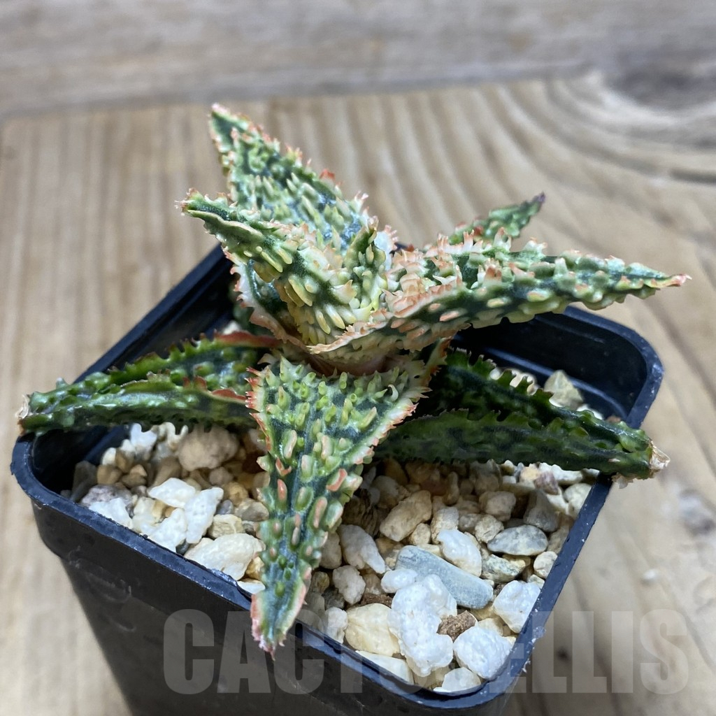 SH362 Aloe TCT hybrid - Image 2