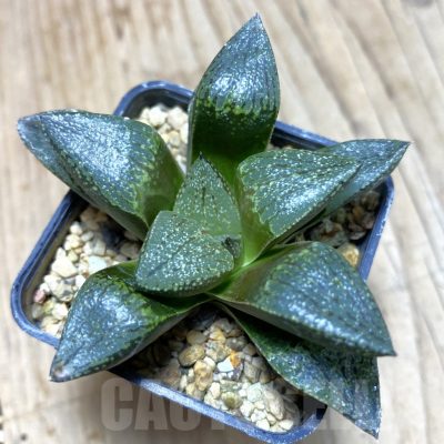 SH364 Haworthia picta