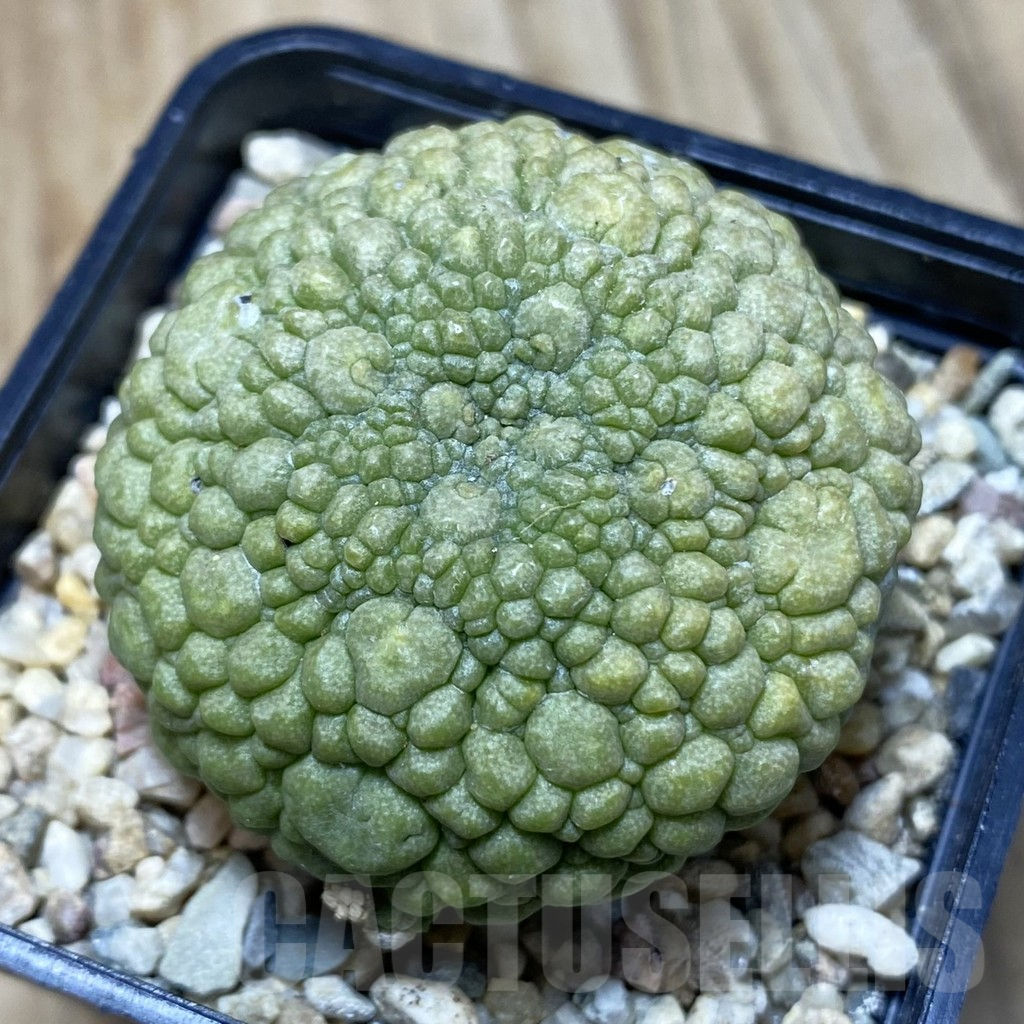 SH366 Pseudolithos migiurtinus