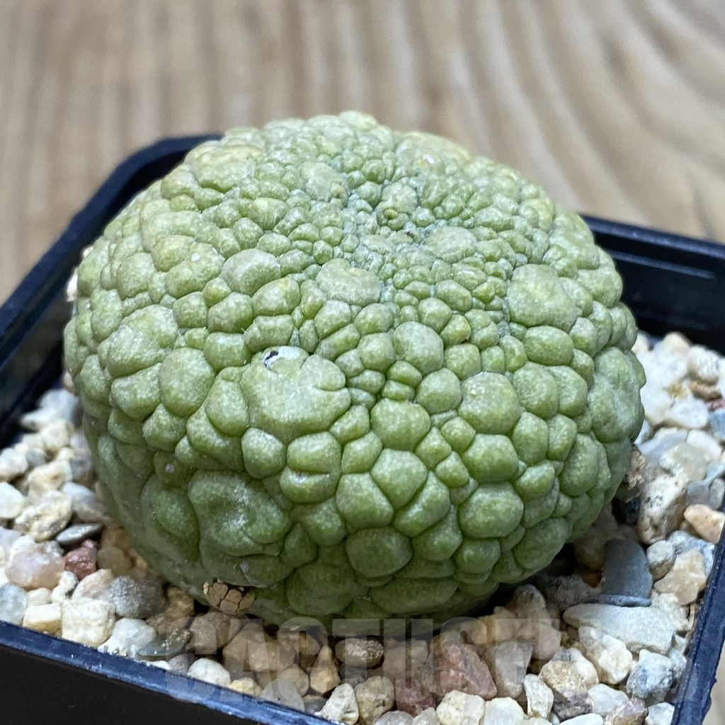 SH366 Pseudolithos migiurtinus - Image 2