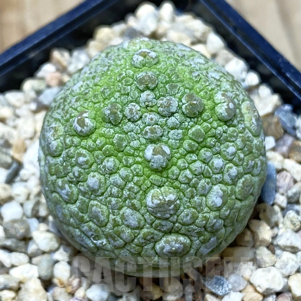 SH367 Pseudolithos migiurtinus