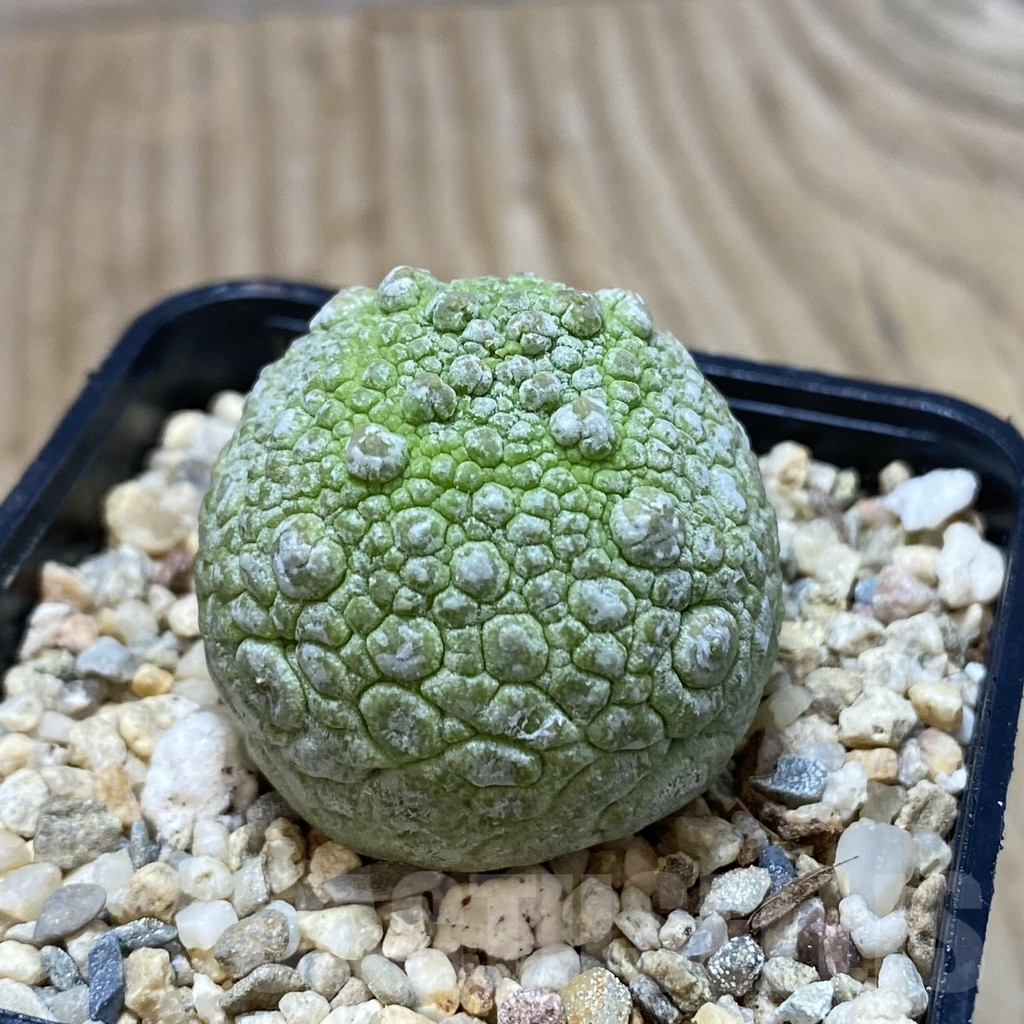 SH367 Pseudolithos migiurtinus - Image 2