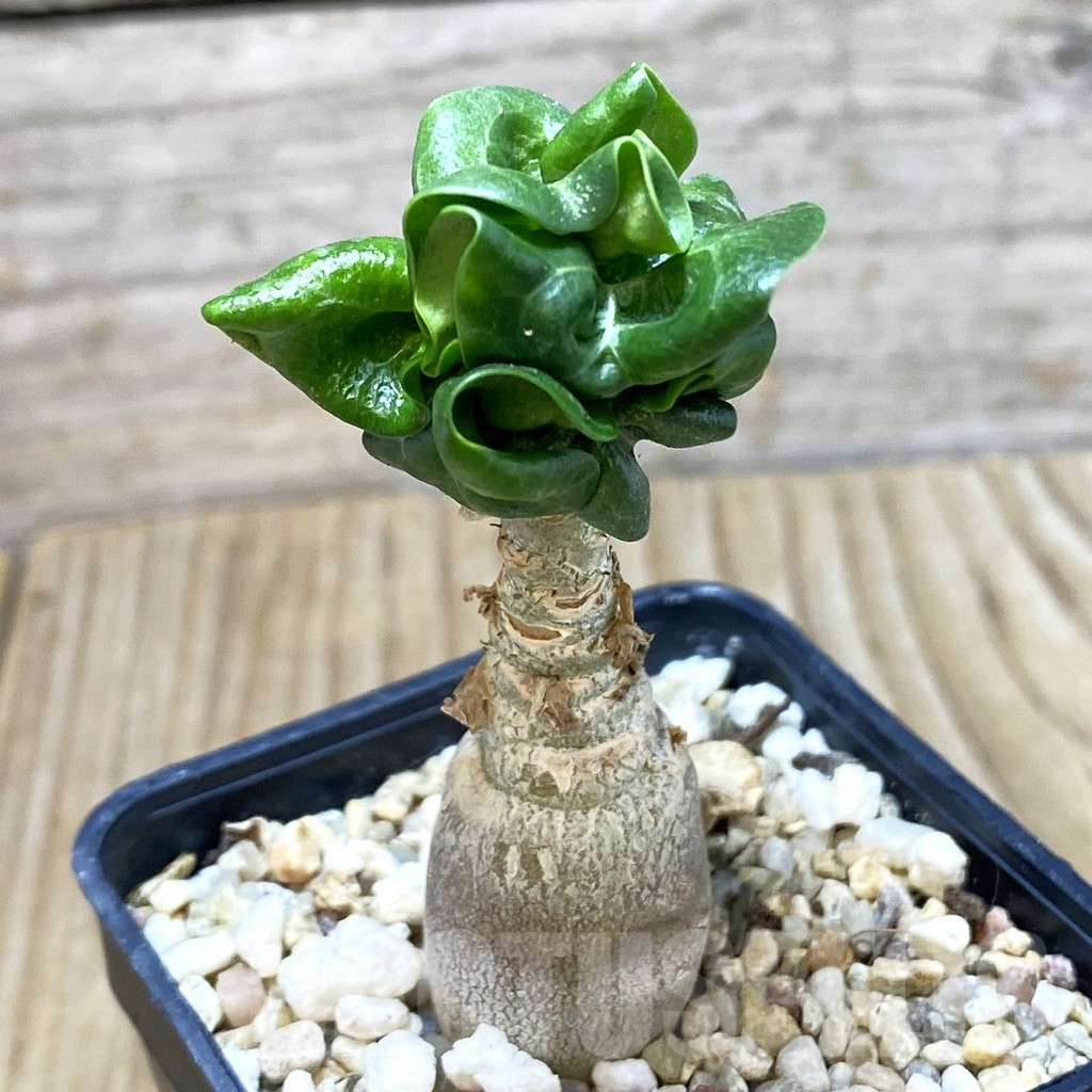 SH372 Adenium mini