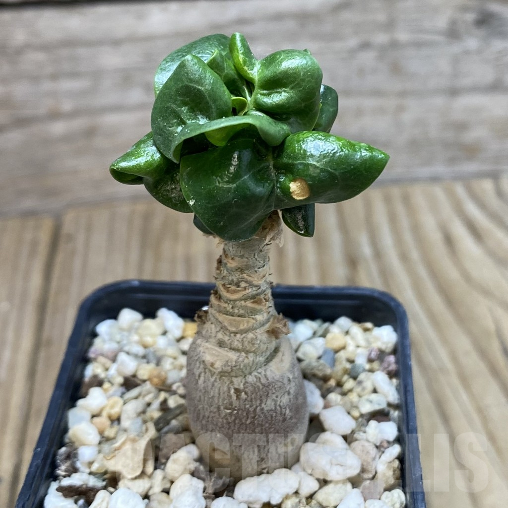 SH372 Adenium mini - Image 2