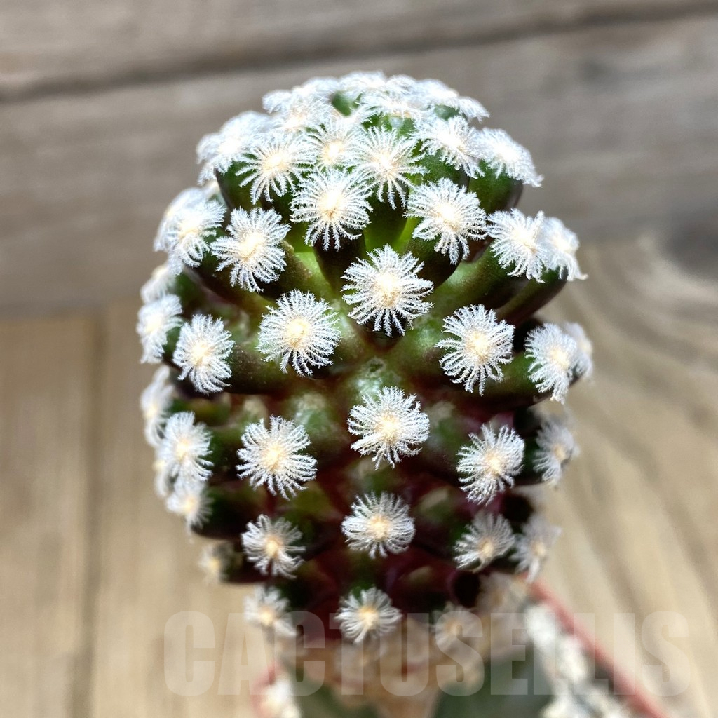 SH318 Mammillaria theresae, red tint, grafted