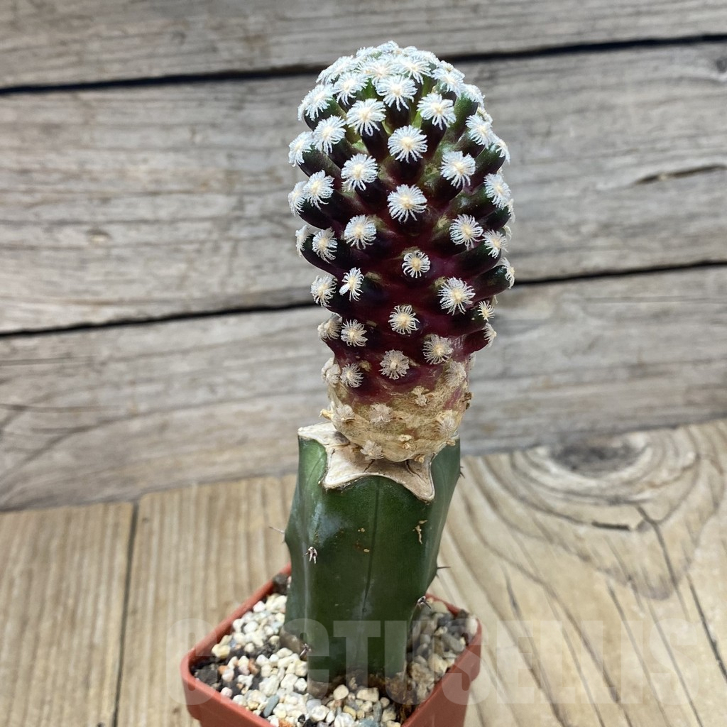 SH318 Mammillaria theresae, red tint, grafted - Image 2