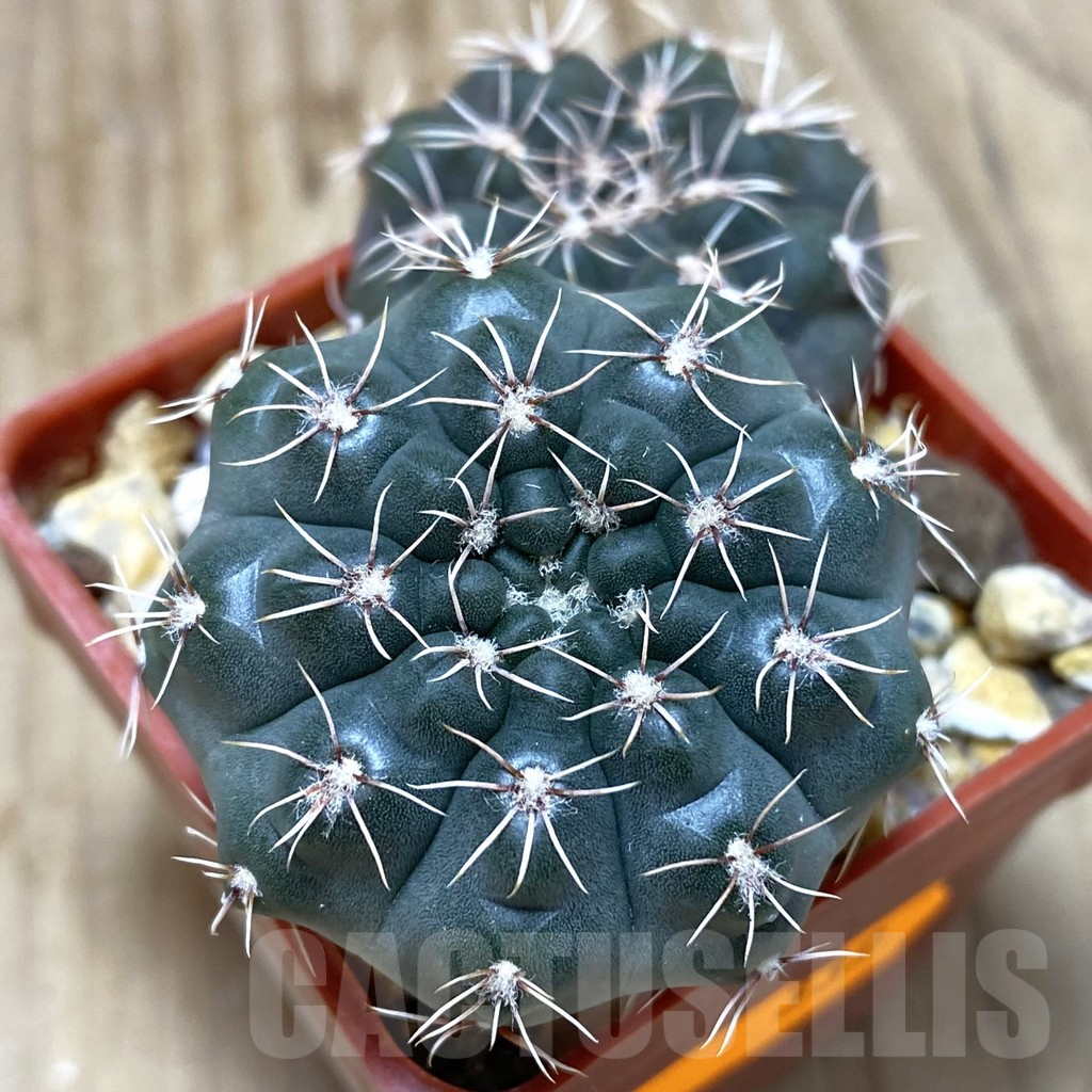 SH339 Gymnocalycium sp.
