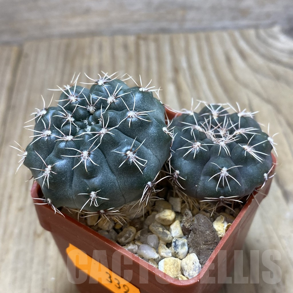 SH339 Gymnocalycium sp. - Image 2