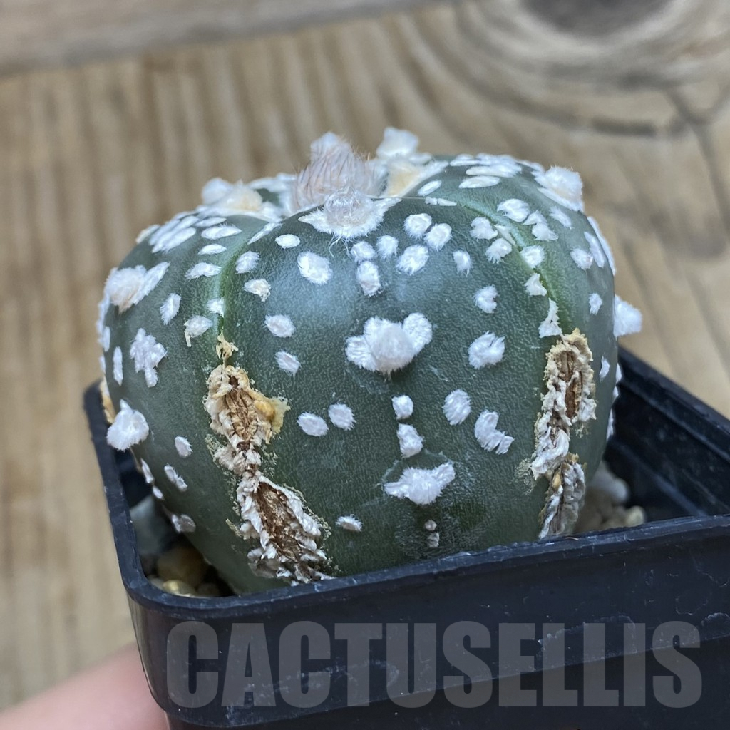 SH586 Astrophytum asterias ‘SK’ V-Type, 5-ribs - Image 2