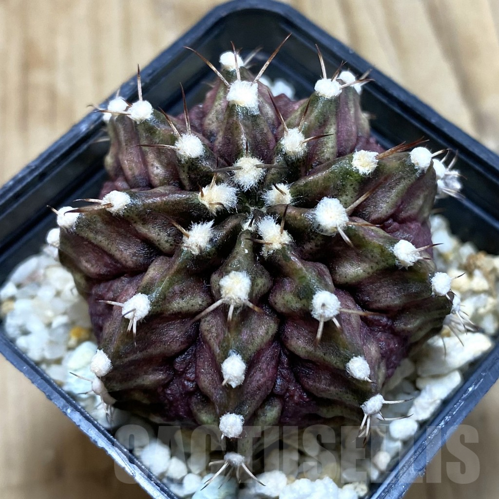 SH571 Gymnocalycium mihanovichii 'T-rex' hybrid