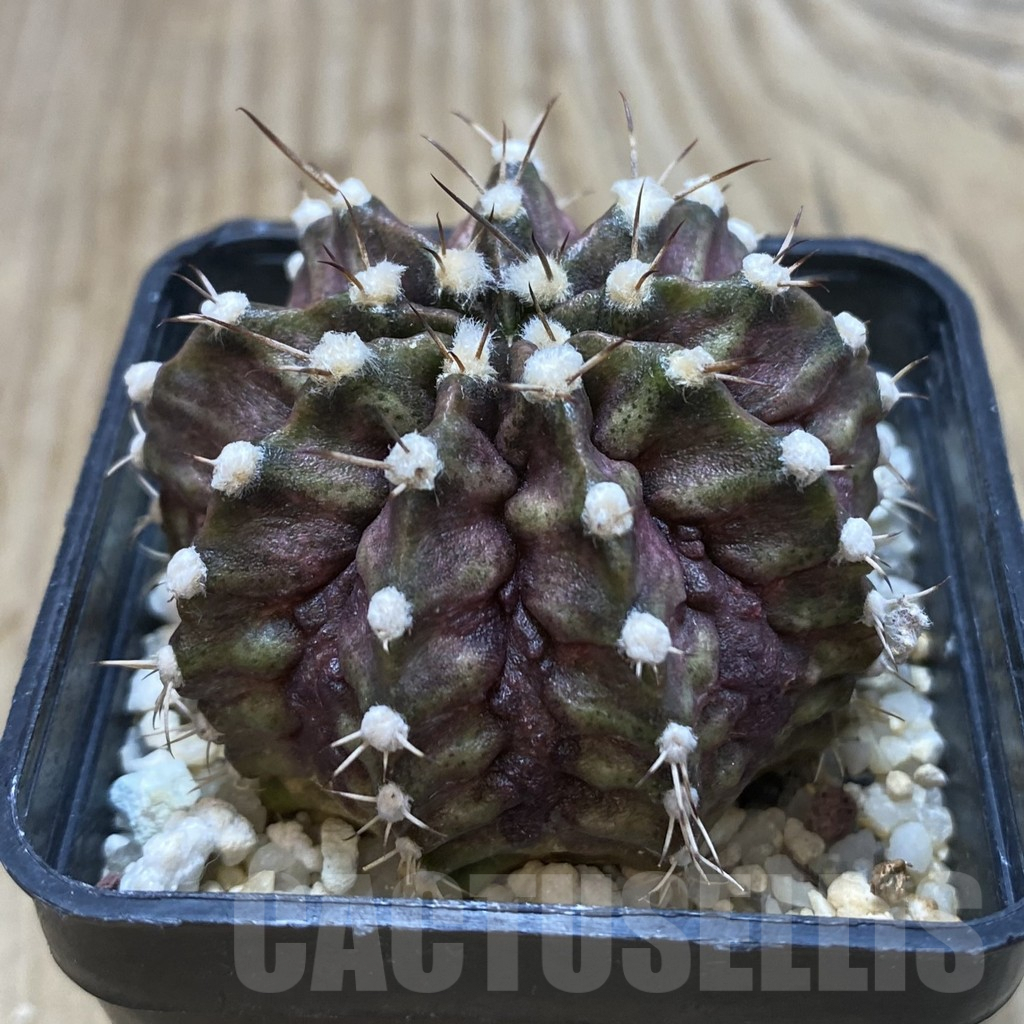 SH571 Gymnocalycium mihanovichii 'T-rex' hybrid - Image 2