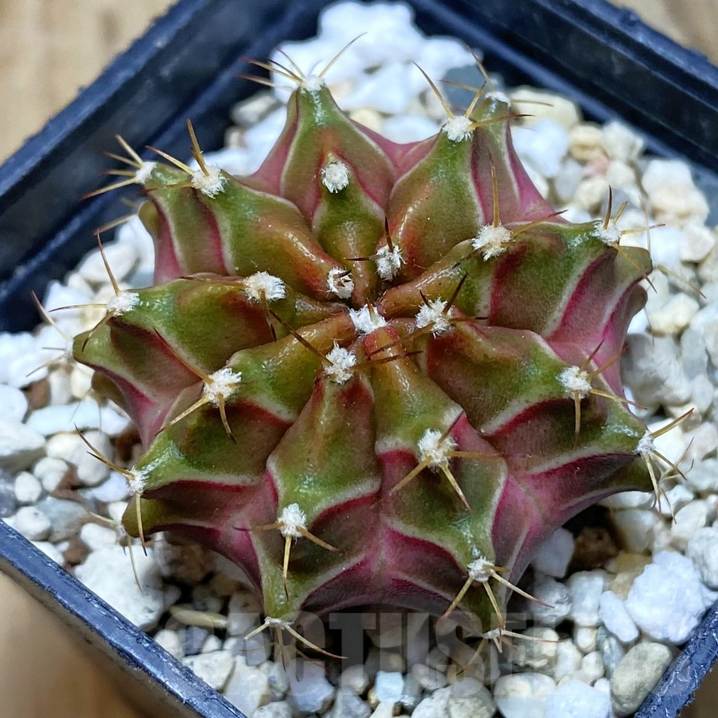 SH721 Gymnocalycium mihanovichii ‘Neon’ hybrid