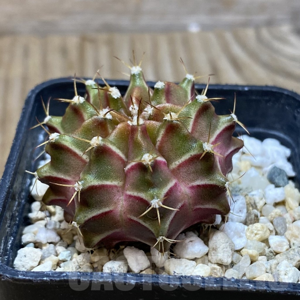 SH721 Gymnocalycium mihanovichii ‘Neon’ hybrid - Image 2